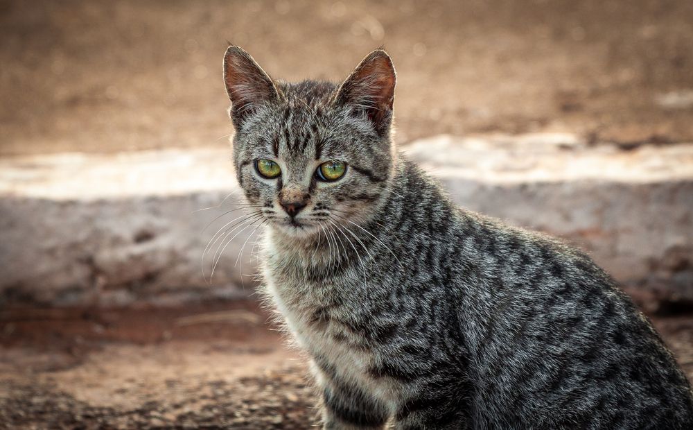 Photograph by Christofer Silva Oliveira