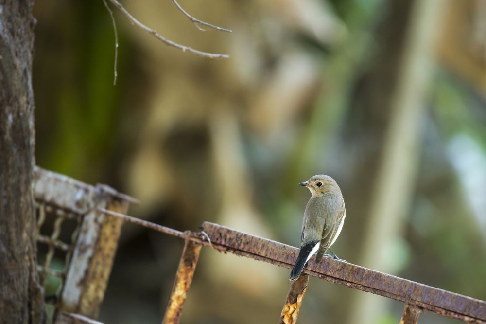 Photograph by HOANG MINH