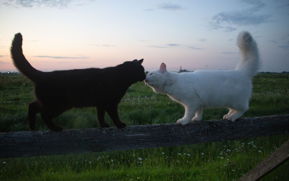Фотография автора Андрей Челомов