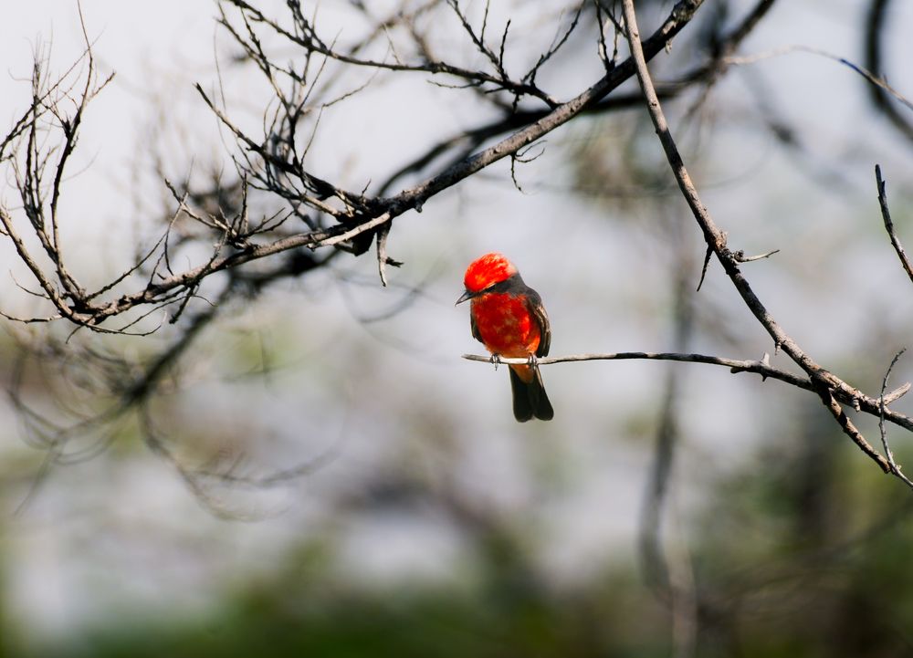 Photograph by Ascanio Fernández Pinto Urbina
