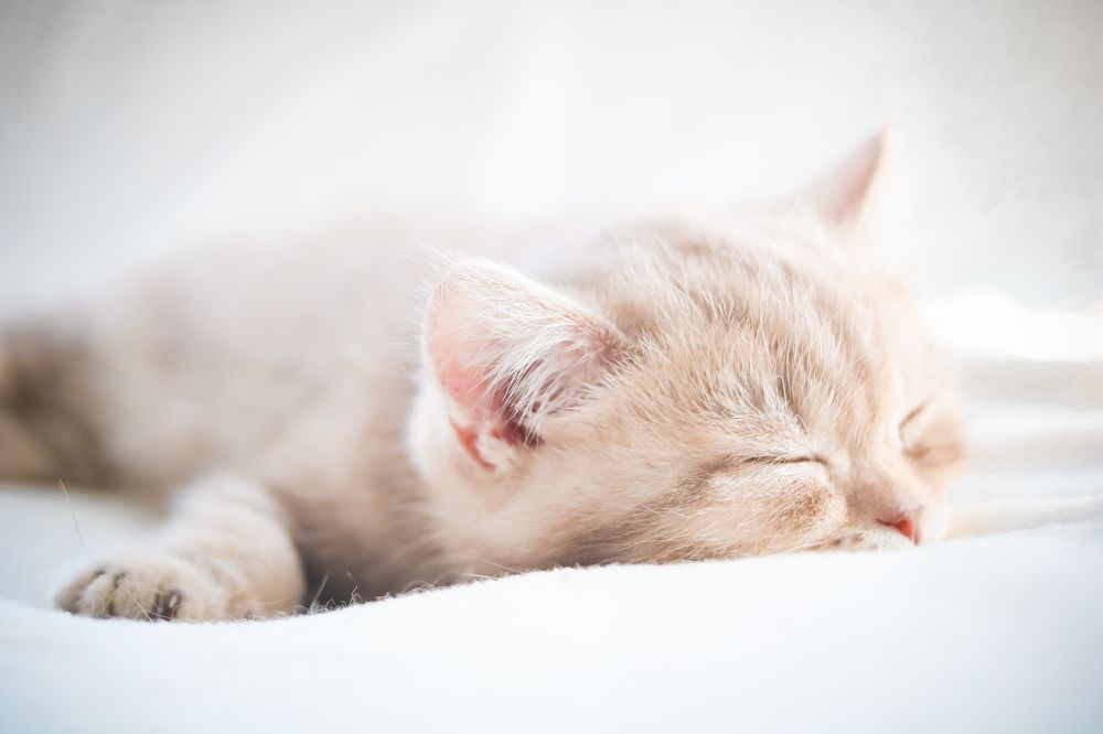 Фотография автора Наталья Бабицкая