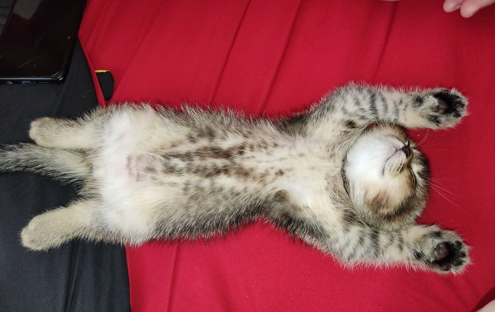 Фотография автора Наталья Бабицкая