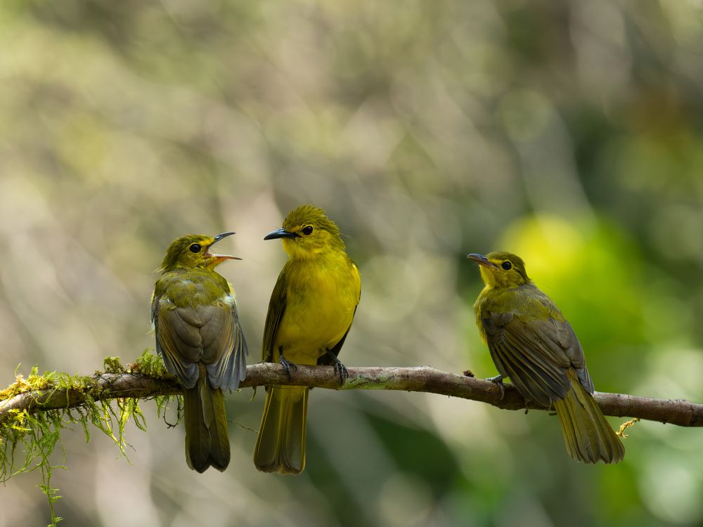 Фотография автора Anandhu M