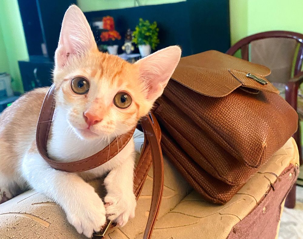 Photograph by Sharma Dr Megha