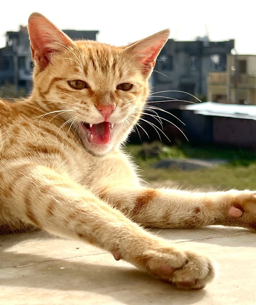 Photograph by Sharma Dr Megha