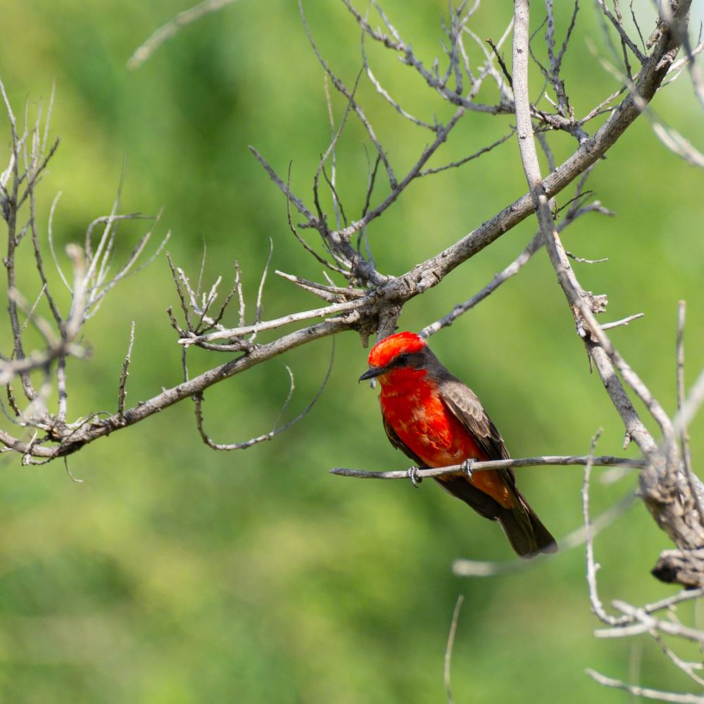 Photograph by Ascanio Fernández Pinto Urbina