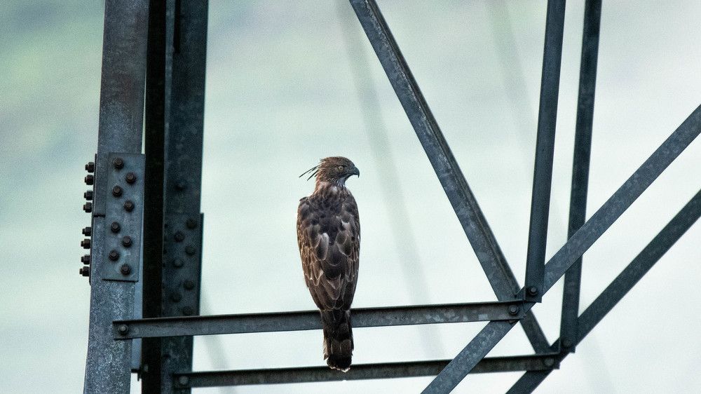 Photograph by Faisal Fasaludeen