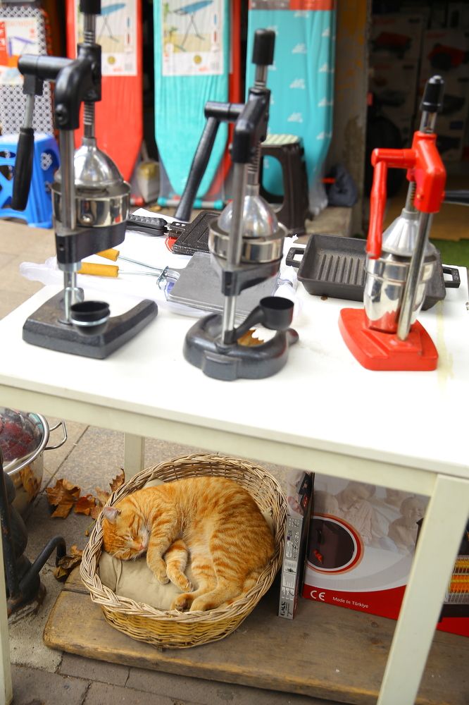 Photograph by Анастасия Нефедьева