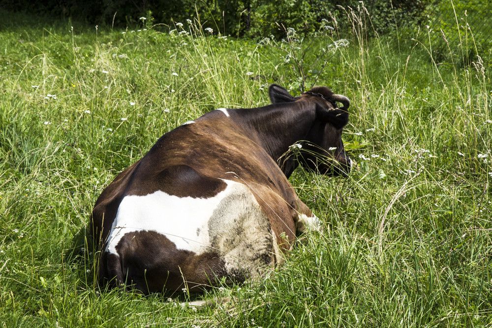 Photograph by Нестеренко Светлана