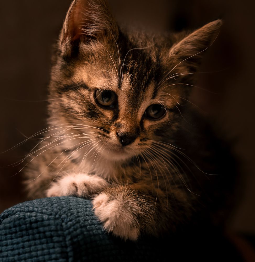 Фотография автора Дмитрий Себрин