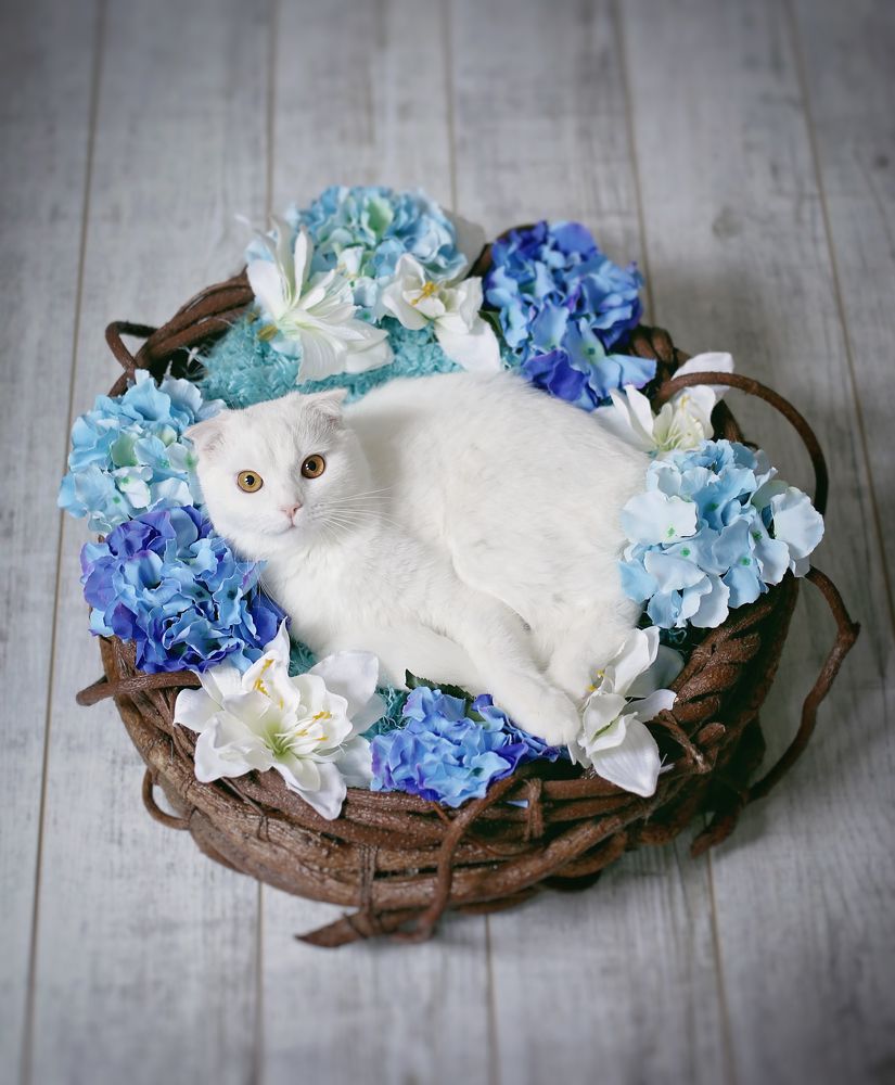 Photograph by Гаврильцова Светлана