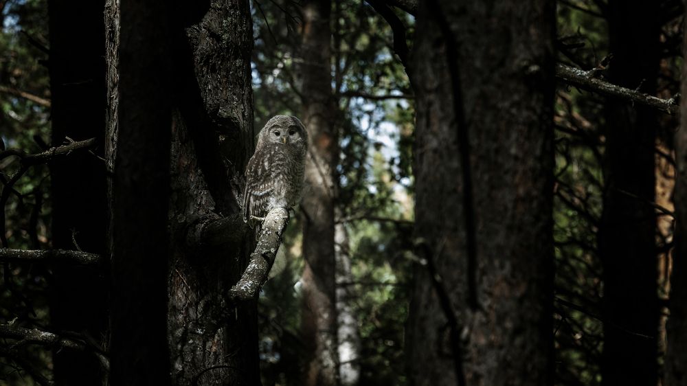 Серая неясыть