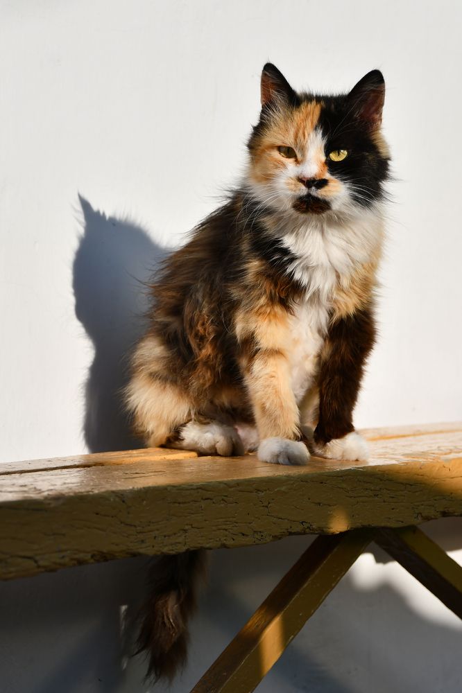 Портрет деревенской кошки