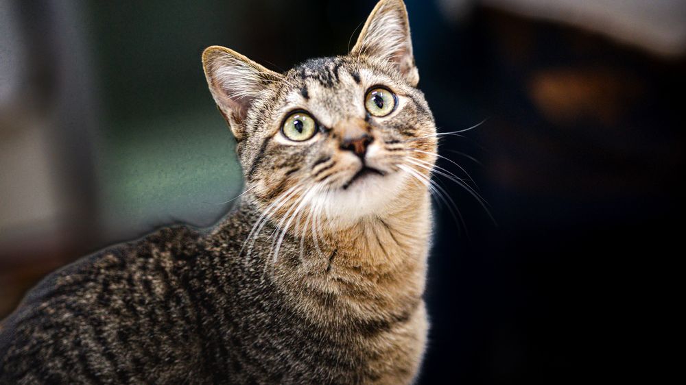 Photograph by Ascanio Fernández Pinto Urbina