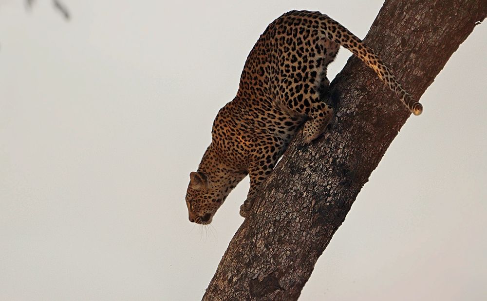 Photograph by Jacques Nel