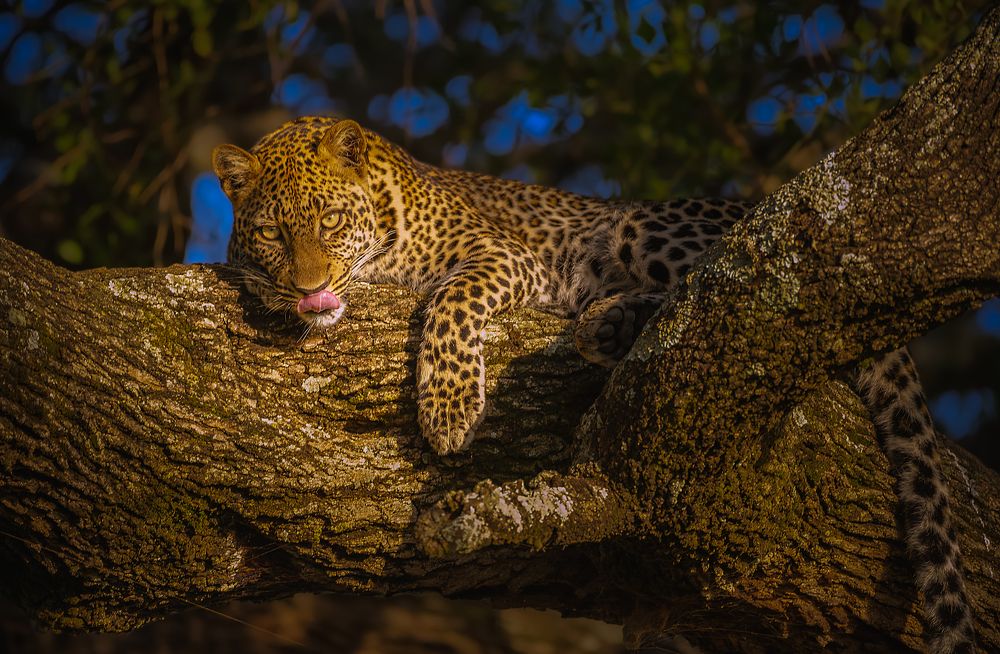 Фотография автора Sajeev Krishnan