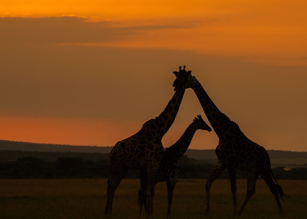 Фотография автора Sajeev Krishnan