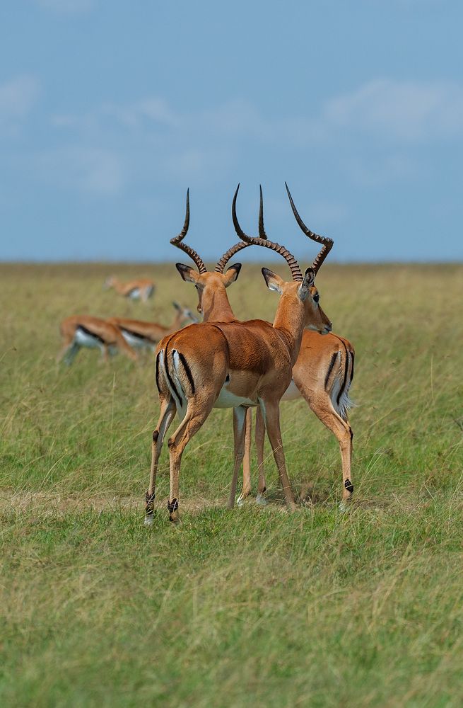 Фотография автора Sajeev Krishnan