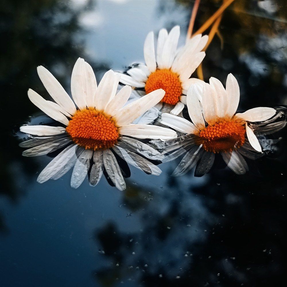 Photograph by Марина Хохрякова