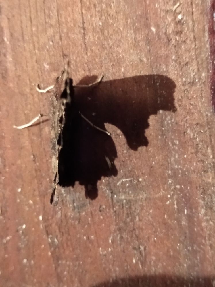 Photograph by Елена Коробченко