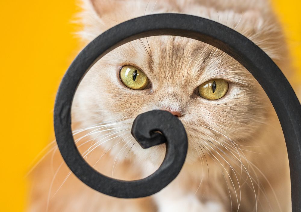 Photograph by Vania Tonova