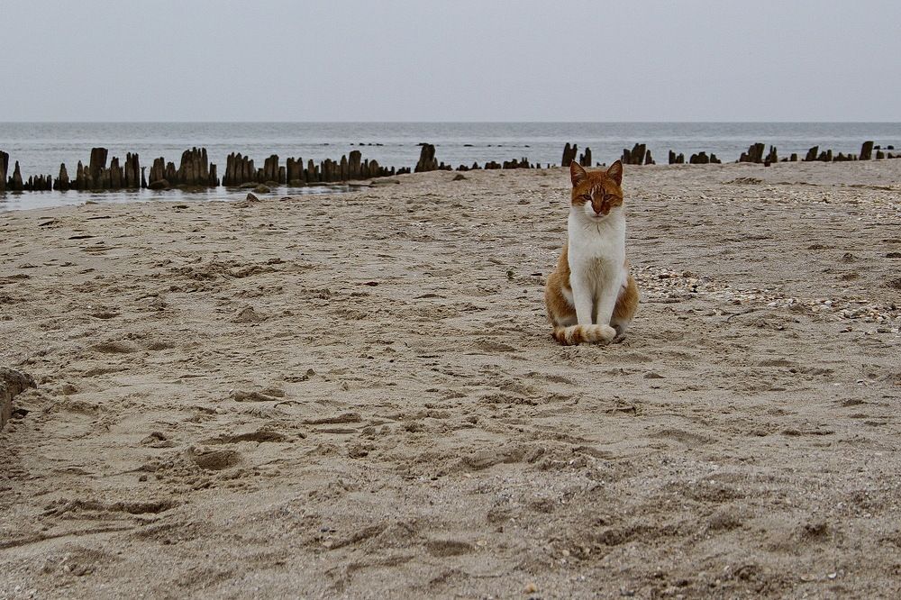 Фотография автора Александр Челмодеев