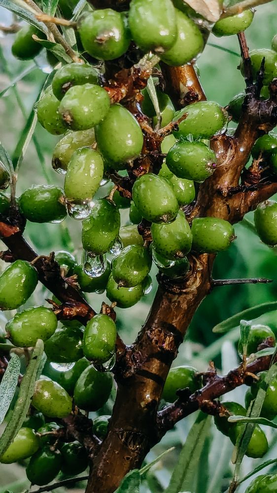 Photograph by Ирина Лузянина