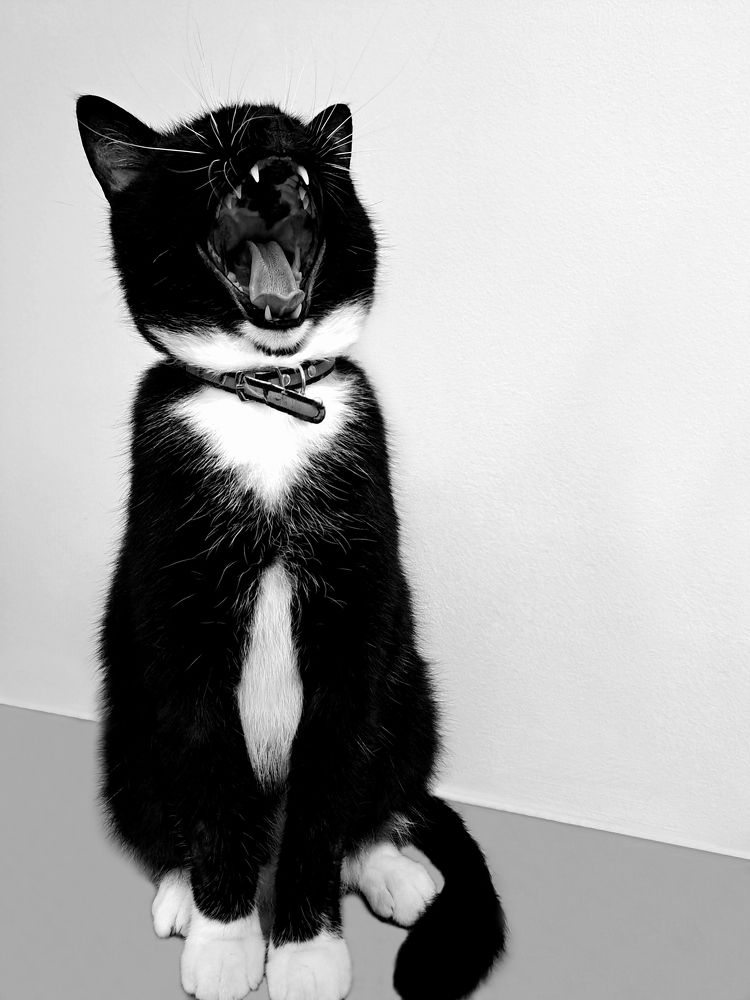 Зевающий Маркиз.