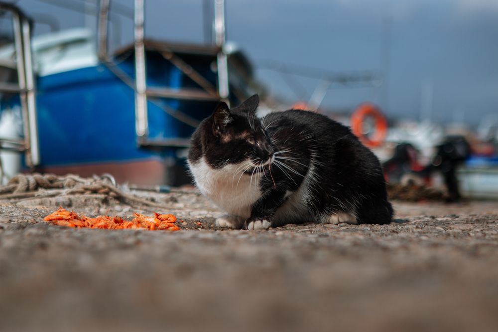 Вкусная креветка