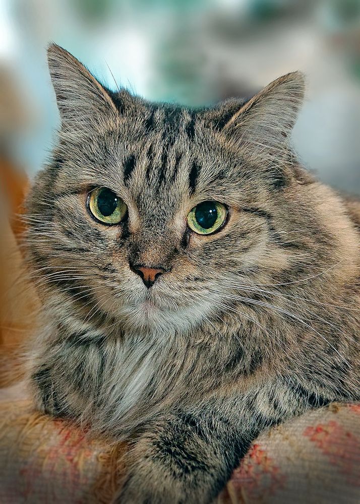 Сейчас вылетит птичка...