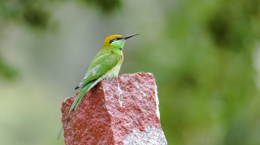 Green-bee eater