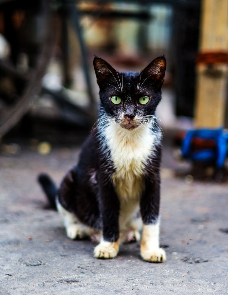 Фотография автора Debapriya Dasgupta