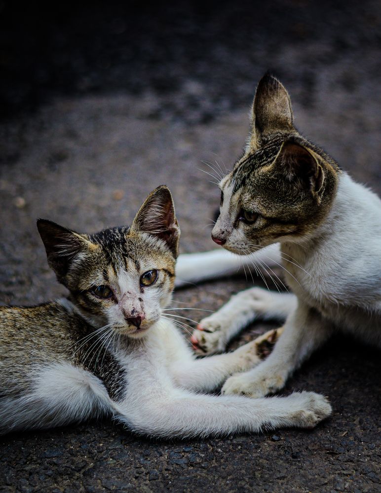 Фотография автора Debapriya Dasgupta