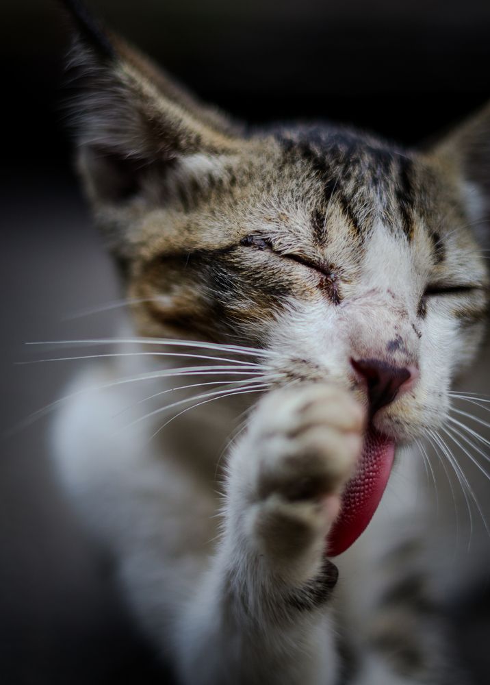 Фотография автора Debapriya Dasgupta