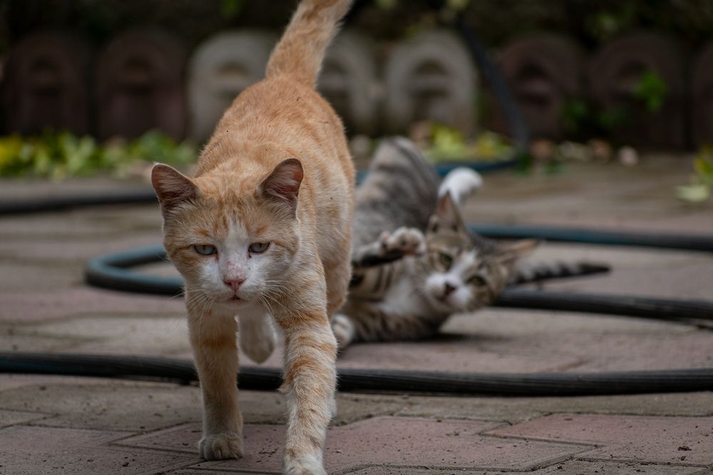 Photograph by Amin Eksiri