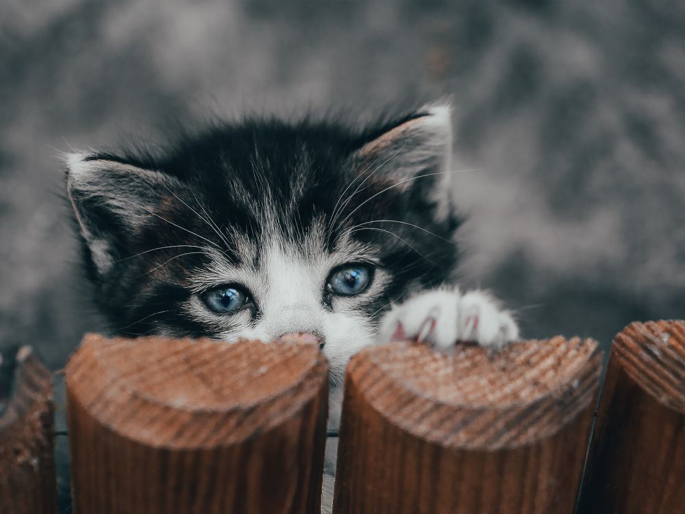 Photograph by Svetlana Pascoal