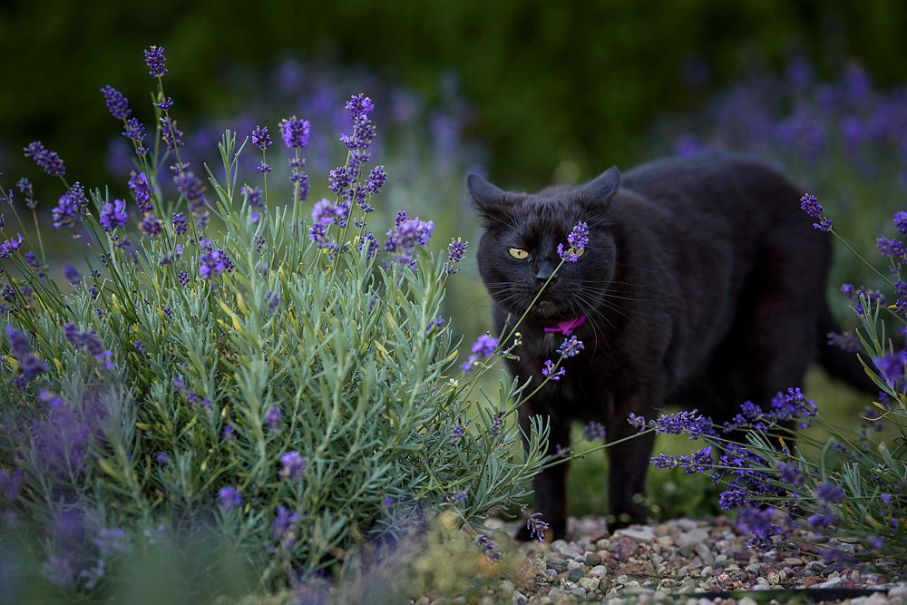 Photograph by Дубровская Виктория