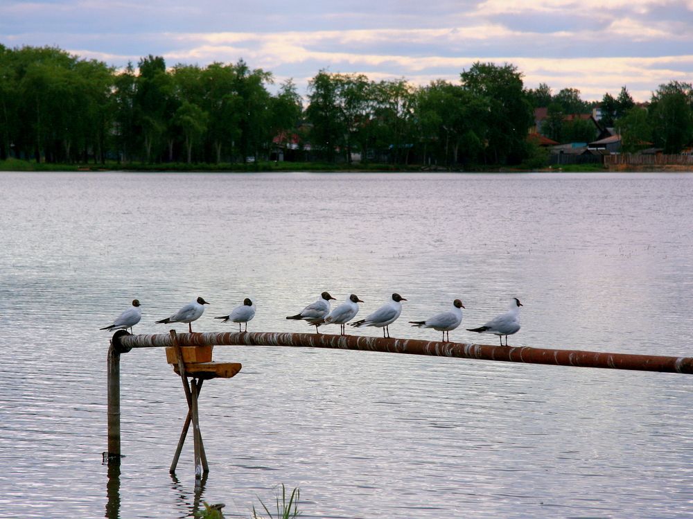 Фотография автора Nelya  Lysenko
