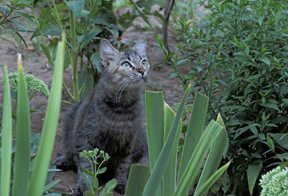 Кошка в палисаднике.