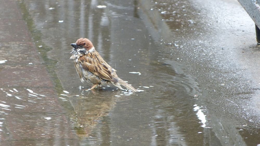 Photograph by Максим Владимирович