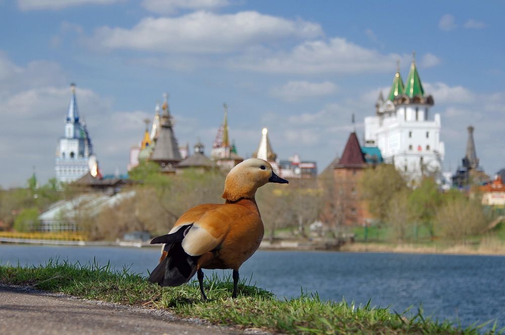 Огарь в Измайлово
