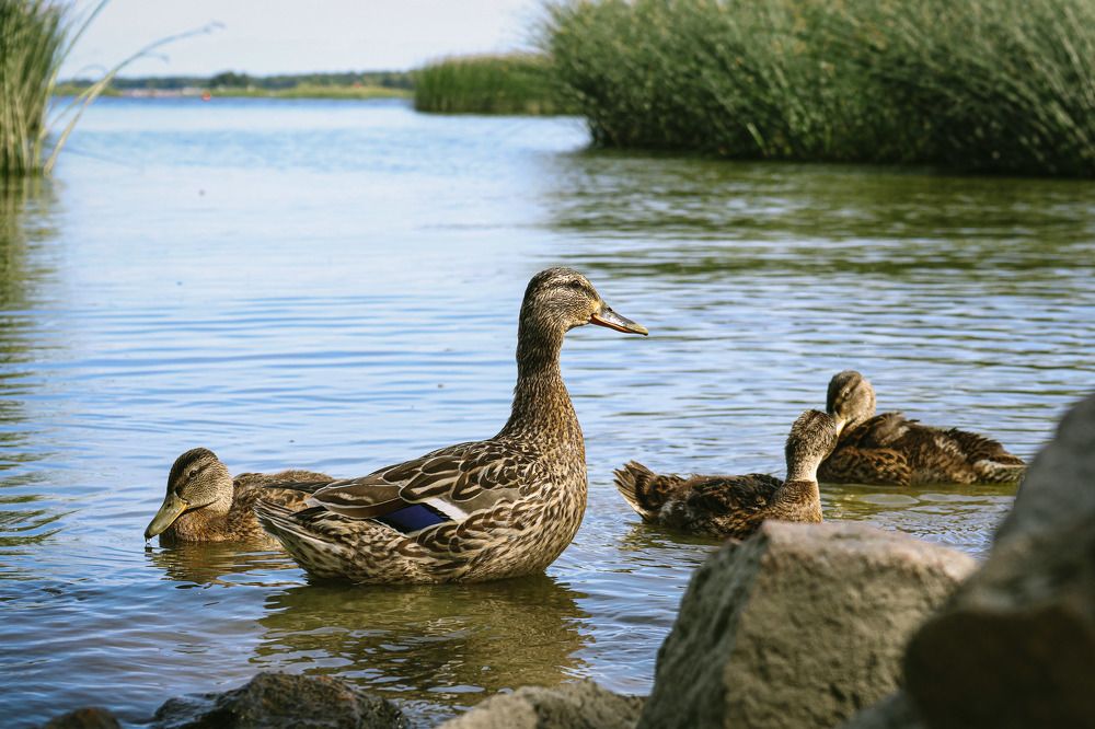 Photograph by Вера Печеник