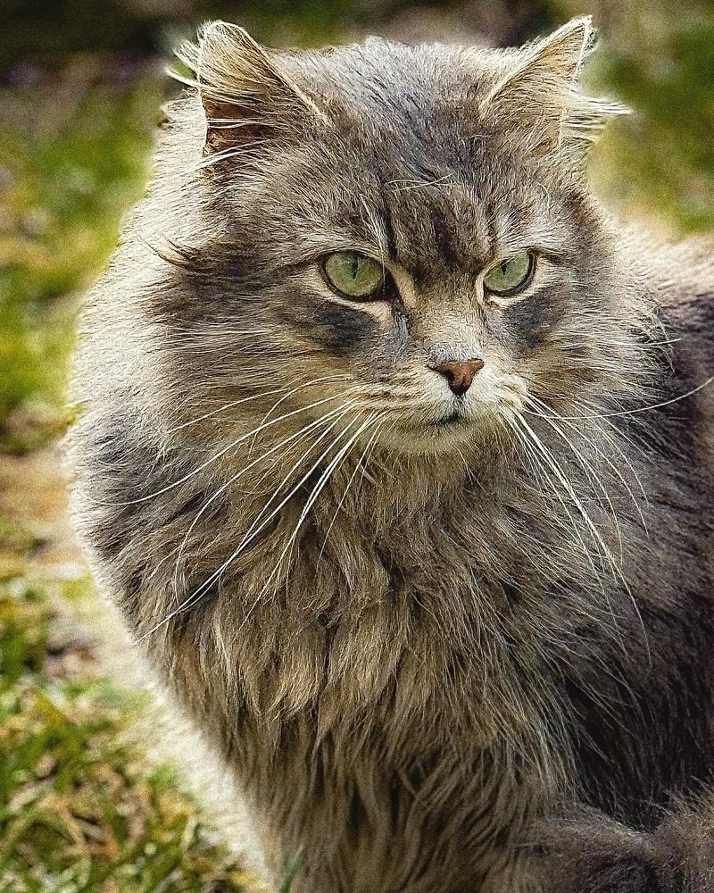 Фотография автора Светлана Герасимук