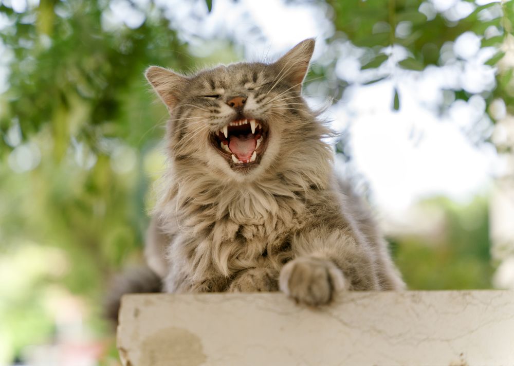 Photograph by Akexey Balen