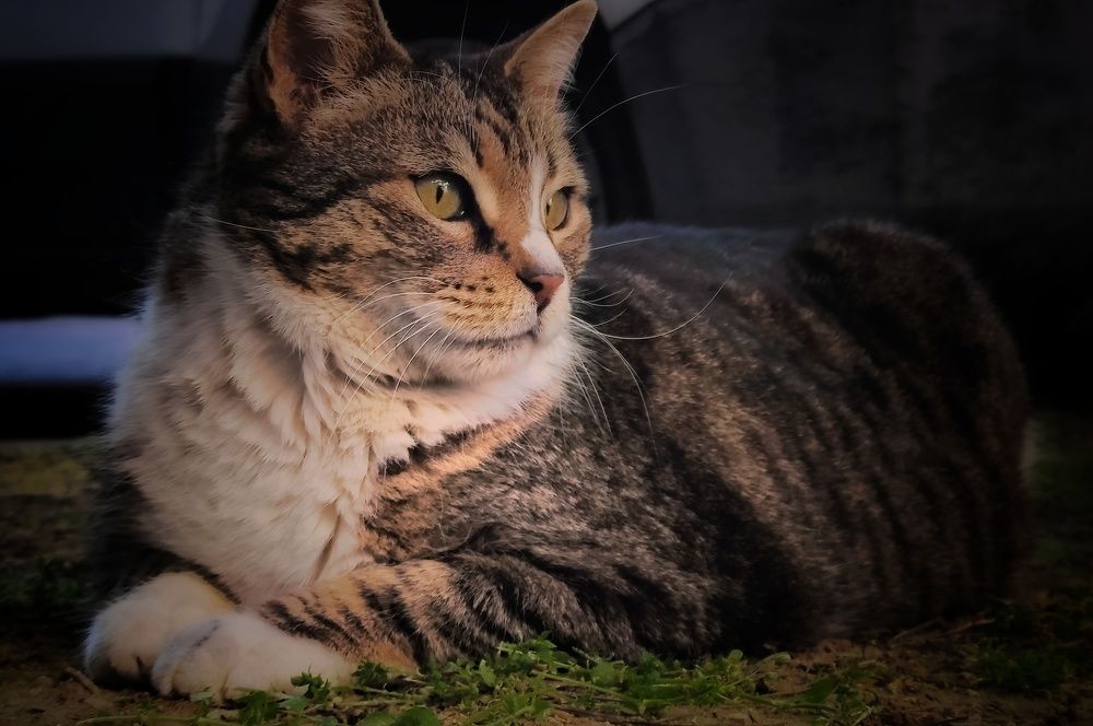 Фотография автора Achilleas