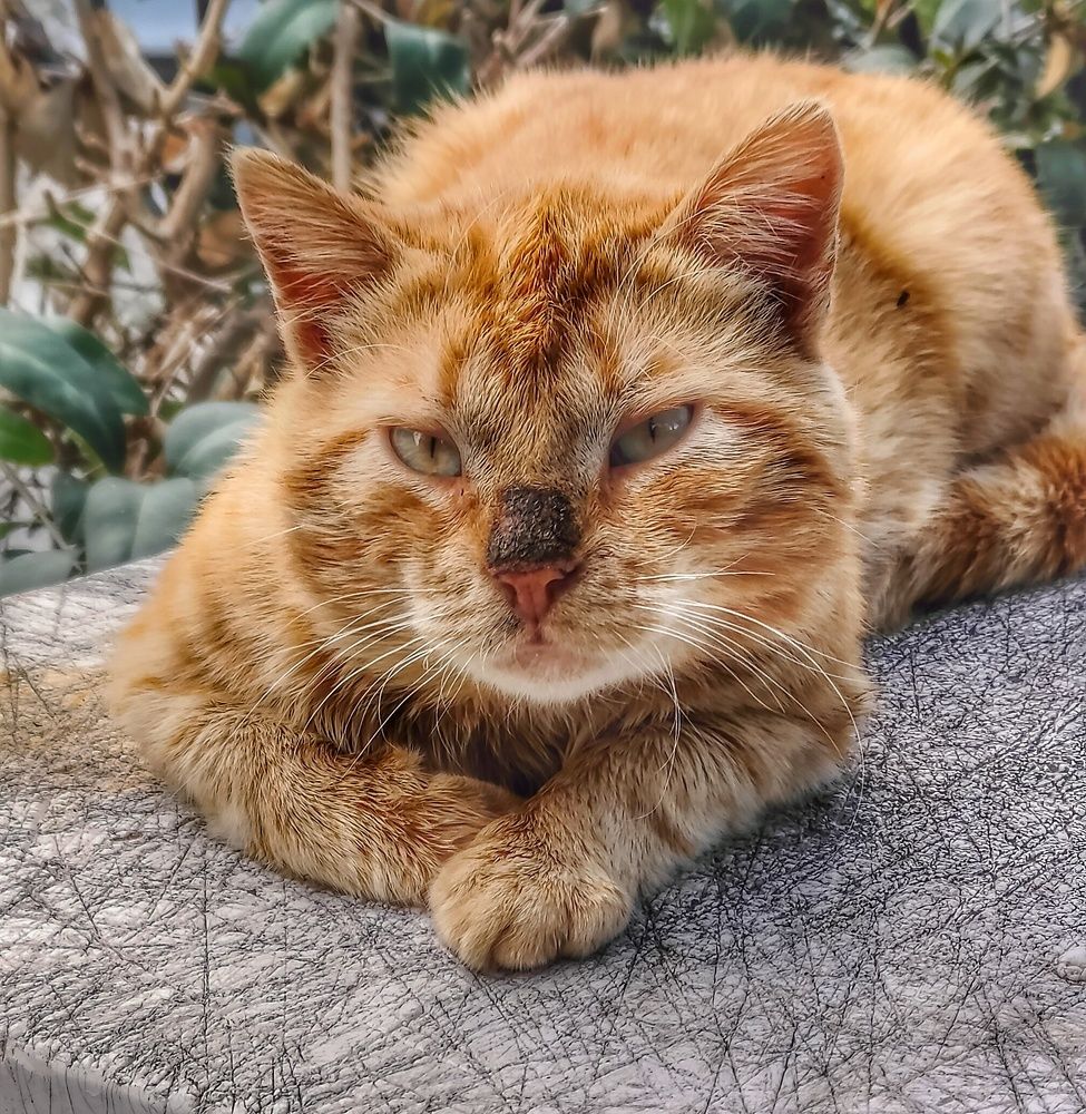 Фотография автора Achilleas