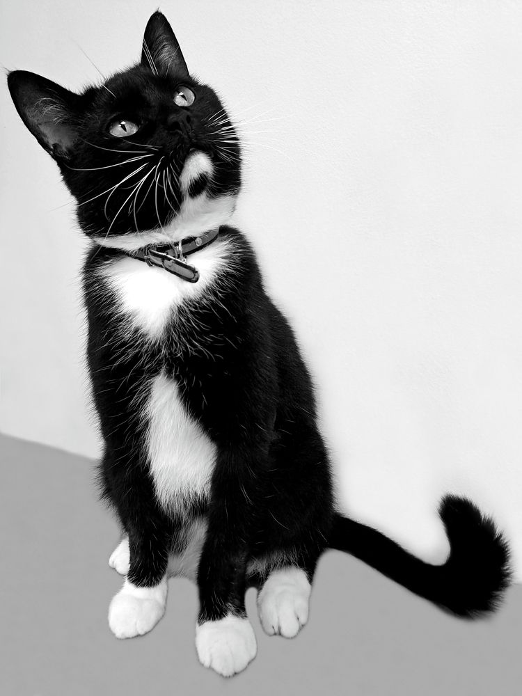 Задумчивый Маркиз