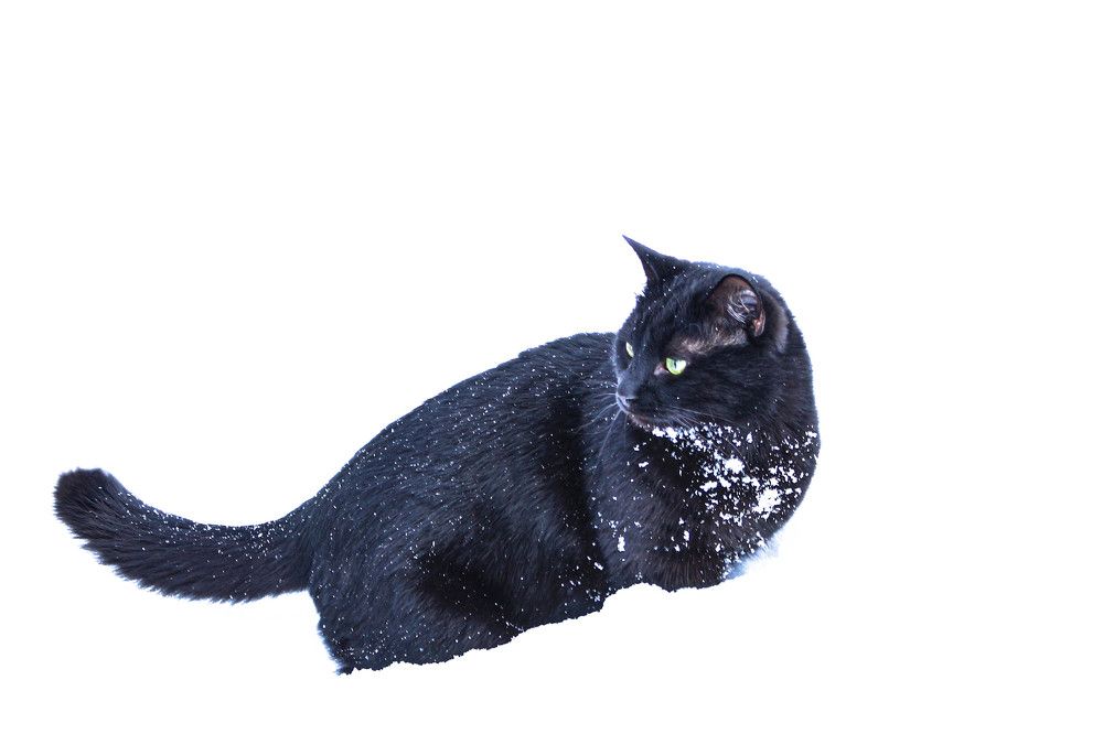 Фотография автора Александр Довганюк