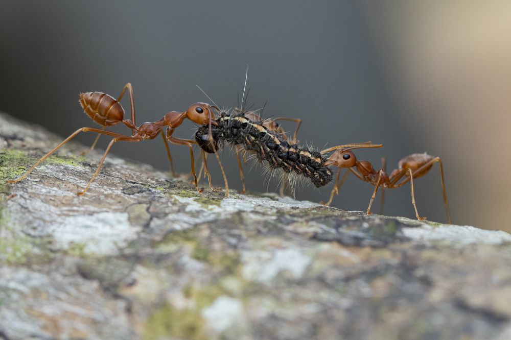 Фотография автора Rajeev Amaratunga