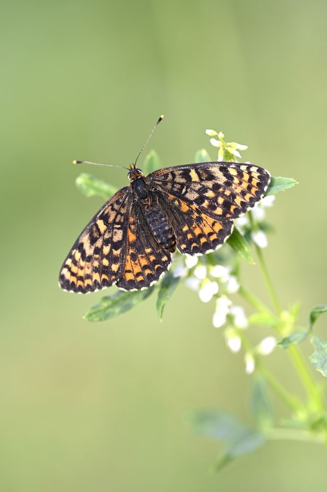 Photograph by Ольга Воронова